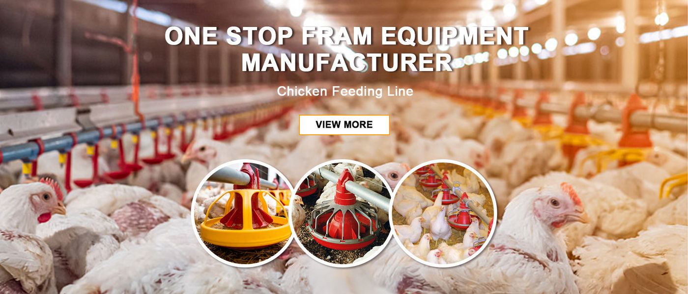 China melhor Bandeja da alimentação de aves domésticas em vendas