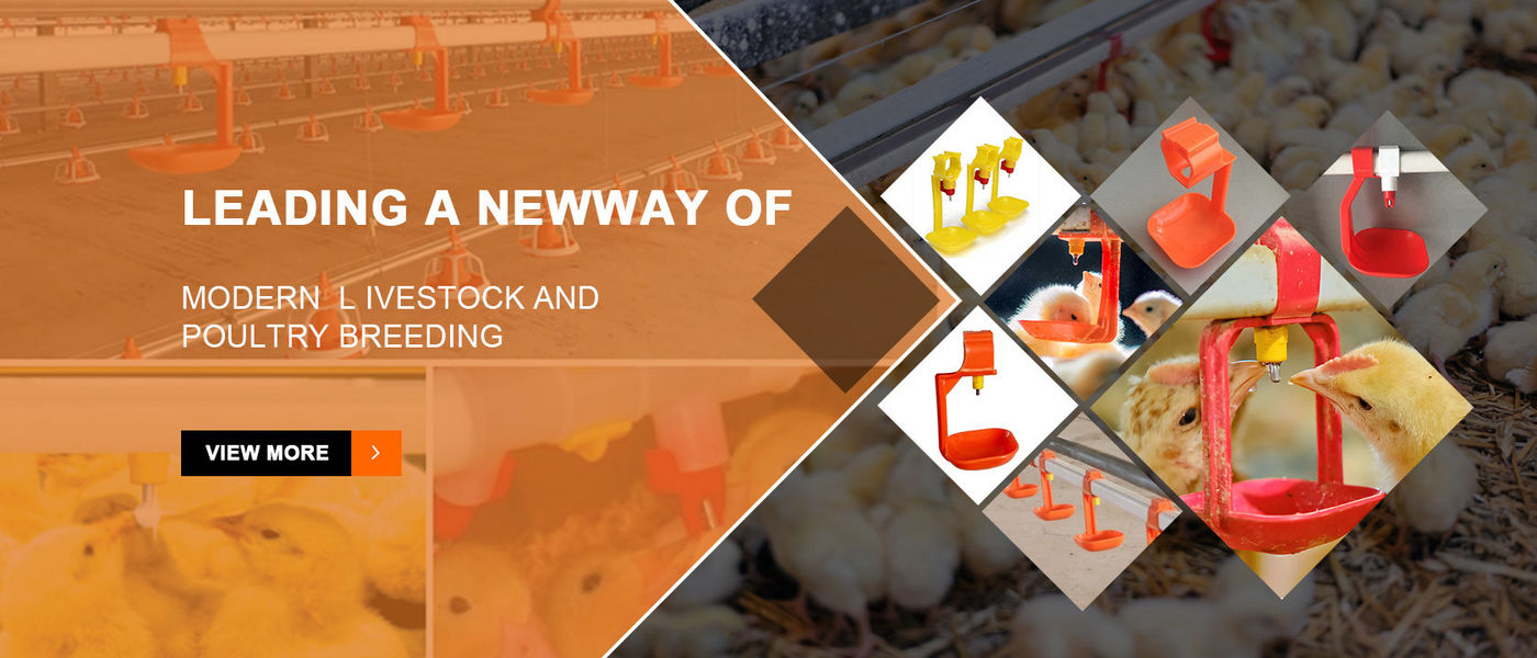China melhor Sistema de alimentação da galinha automática em vendas