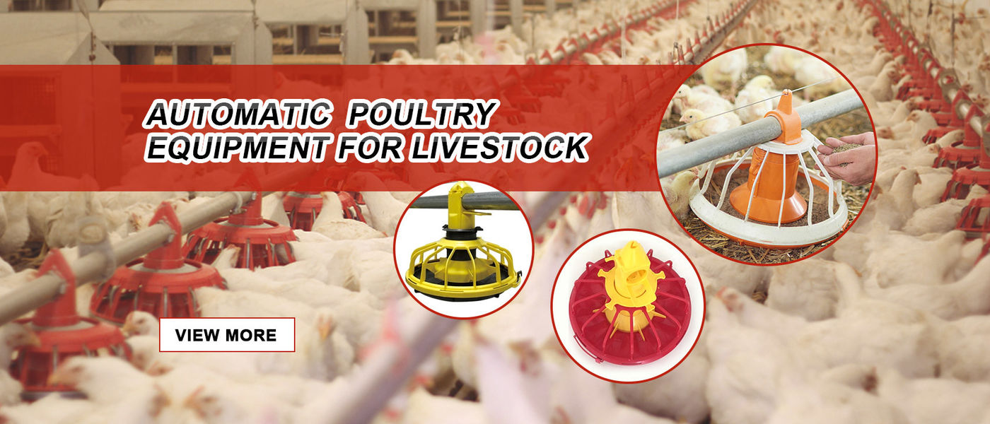 China melhor Sistema automático da alimentação de aves domésticas em vendas