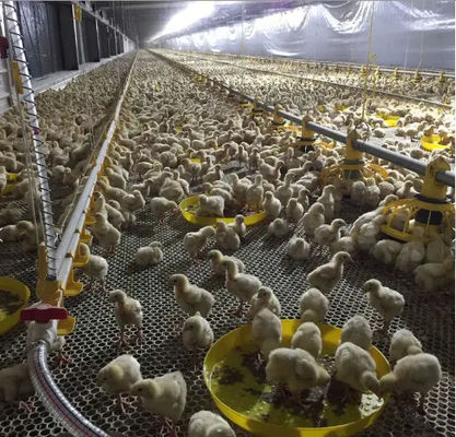PVC 99g Broiler Automatic Feeder Automatic Feeding Machine For Poultry