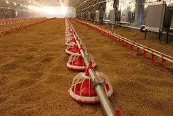 Customized Poultry Chick Line Feeder Broiler House Flooring Tube Chain Conveyor