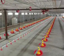 Automatic Poultry Feeding And Drinking Equipment For Complete Broiler House