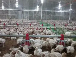 Automatic Poultry Feeding And Drinking Equipment For Complete Broiler House