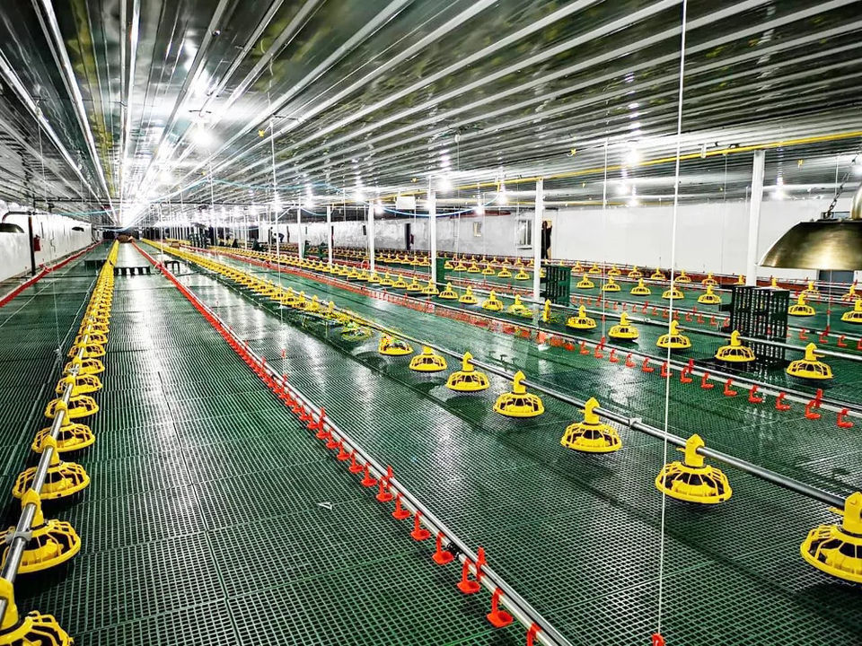 New Poultry Farm Drinking System Caged Chicken House Watering Systems
