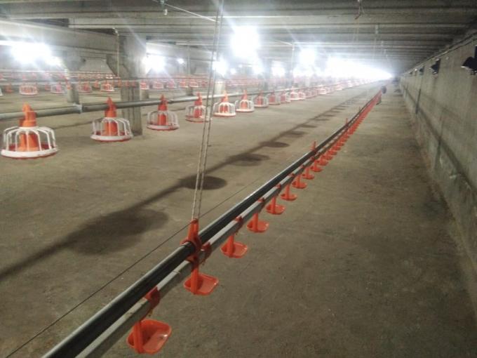 automatic poultry feed system for sale house ground floor feeding farm chicken house System equipment Automatic price