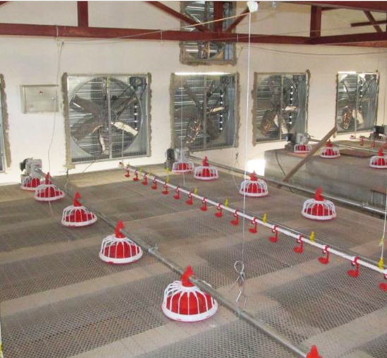 Equipamento Automático para Aves de Frango Linha de Alimentação de Frangos 50-100kg/H 1